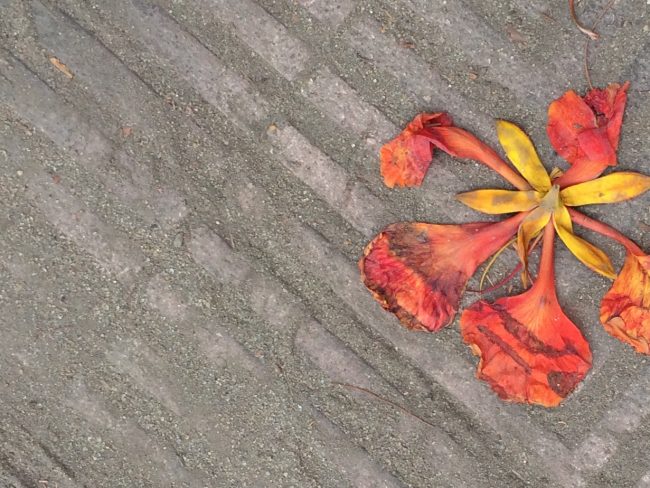 flower on the pavement