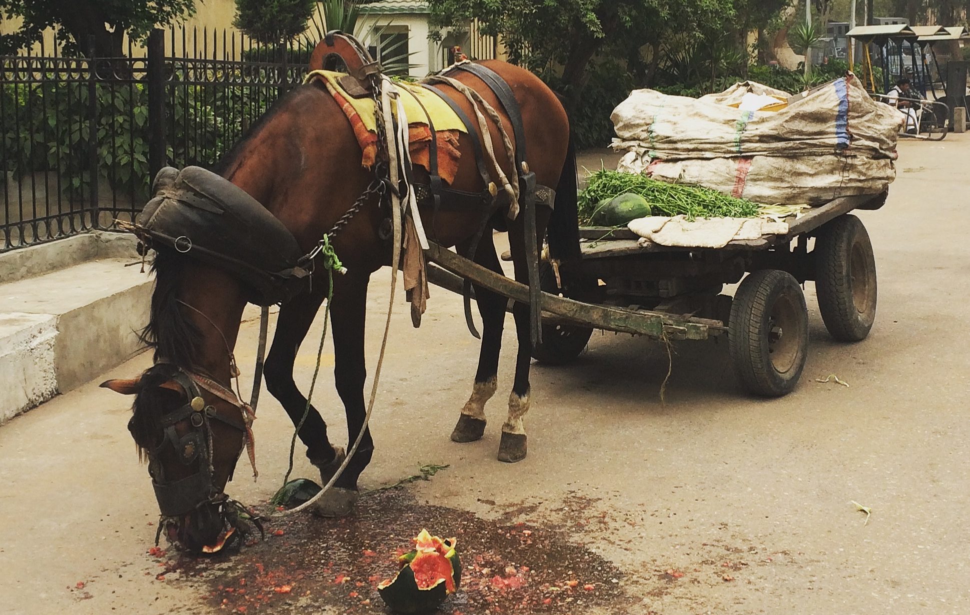 a photo or a horse and cart. The horse is eating a watermelon.